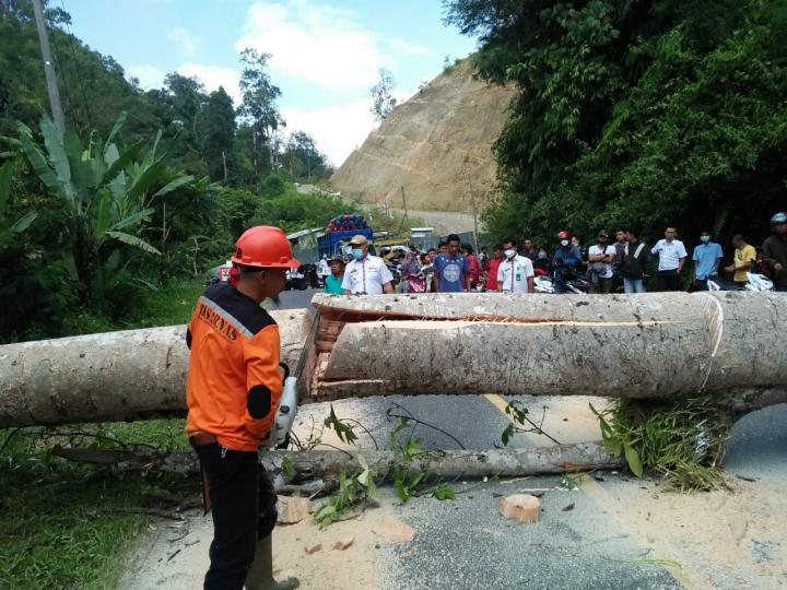 Pohon Tumbang di Pekon Kerang, Sempat Hentikan Lalulintas Jalan Nasional